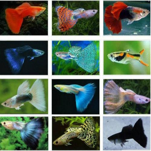 淡水花孔雀鱼纯种热带鱼观赏鱼小型鱼活体小金鱼缸水族用品活体