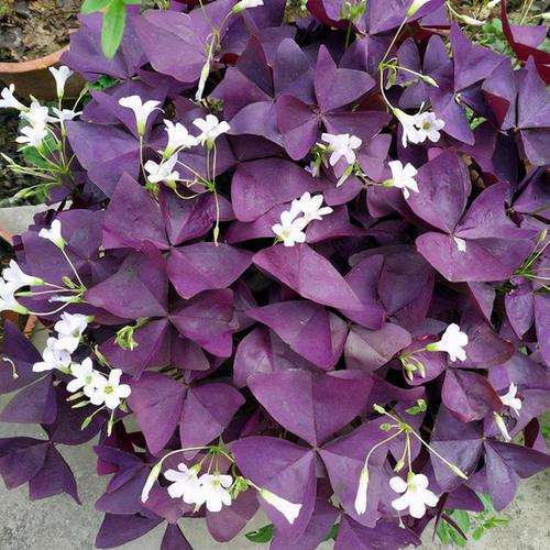 紫叶酢浆草不一般,叶子紫莹莹的像蝴蝶,养久了还会满盆开花