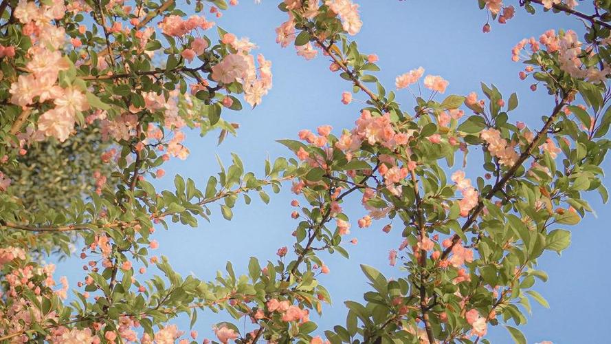 海棠花唯美动人高清写真,高清壁纸图片,鲜花背景-回车