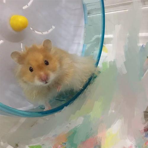 长毛j金丝熊活物鸽灰杂银仓鼠宠物活宝宝笼子体垫料鼠