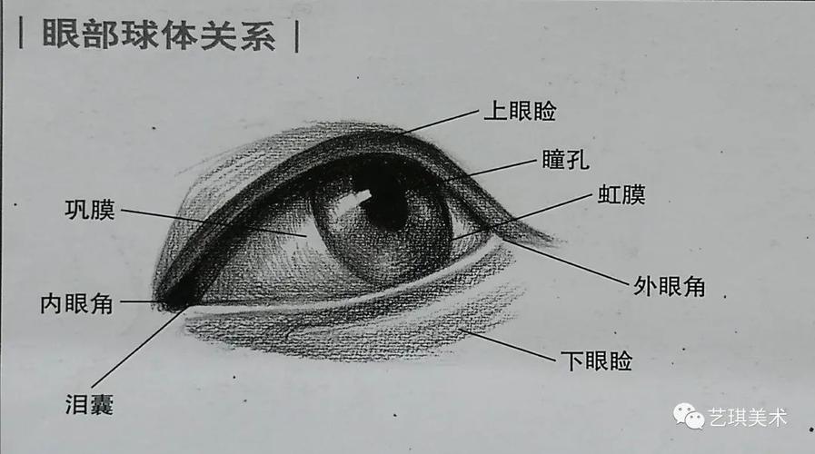 五官绘画|最全的艺用眼睛结构讲解_美术高考资源_零二七艺考