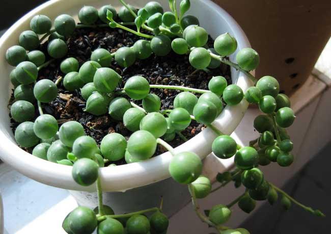 饱满翠绿的椭圆形小叶子组成而又名翡翠珠,情人泪,佛珠吊兰,翡翠珠,绿