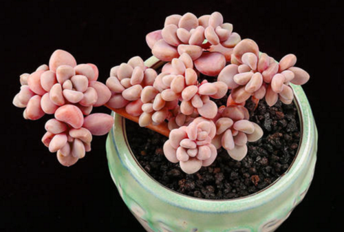 世界之最 植物之最 导航  最容易养的多肉排名:    1,玉蝶    2,艾伦