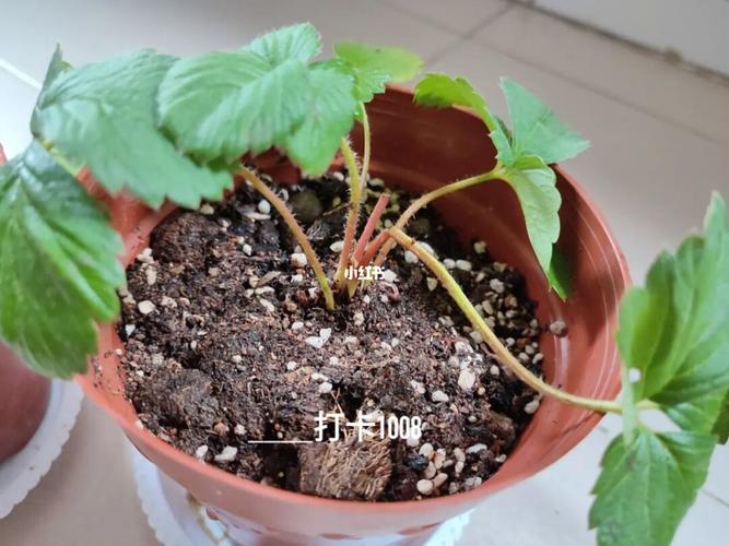 草莓苗洗根种植(隋珠)记录贴_草莓_绿植_种植草莓_美食_美食其他