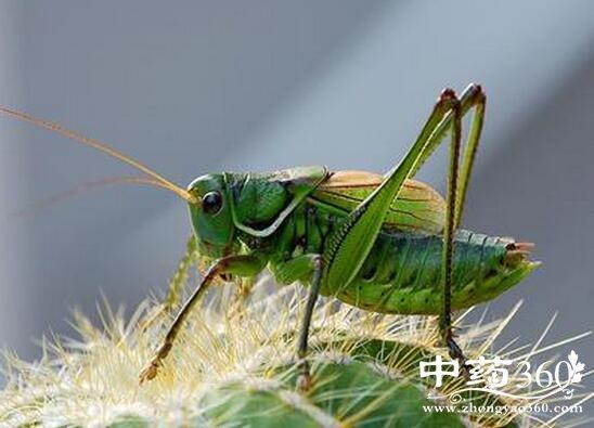 蝈蝈的功效与作用