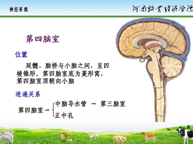 神经系统_动物解剖生理ppt 神经系统 第四脑室 位置 第10页 (共15页