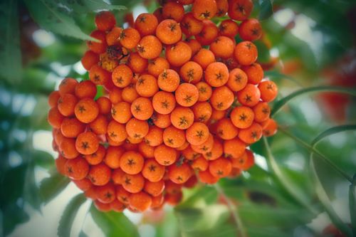 树上金黄色的果实