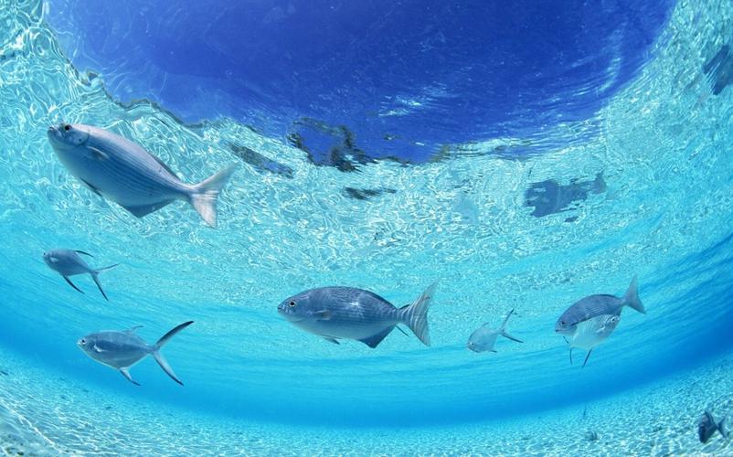 卡通桌面图片之壁纸1280×800海洋世界动态桌面壁纸壁纸推荐