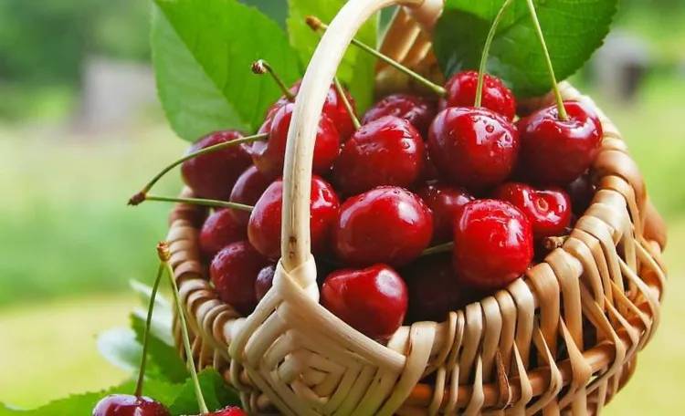 马村樱桃有点"色",想吃吗 ——来一筐?