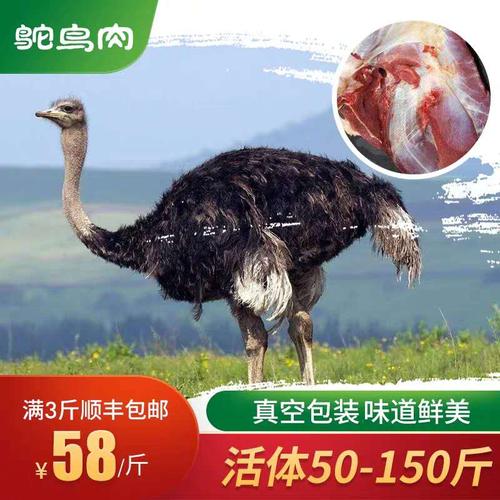 新鲜健康美食鸵鸟肉腿肉新鲜 去皮去膜去筋肉质鲜嫩 野味山珍过年图片