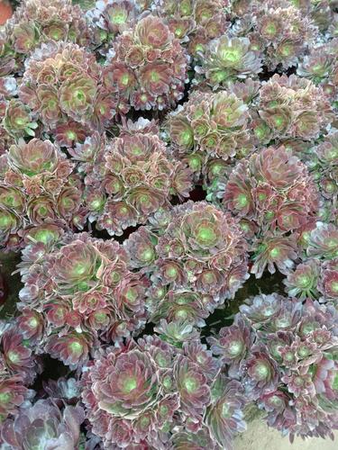 圆叶法师 荷兰圆叶玫瑰