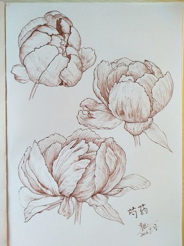 手绘花草植物#.芍药花