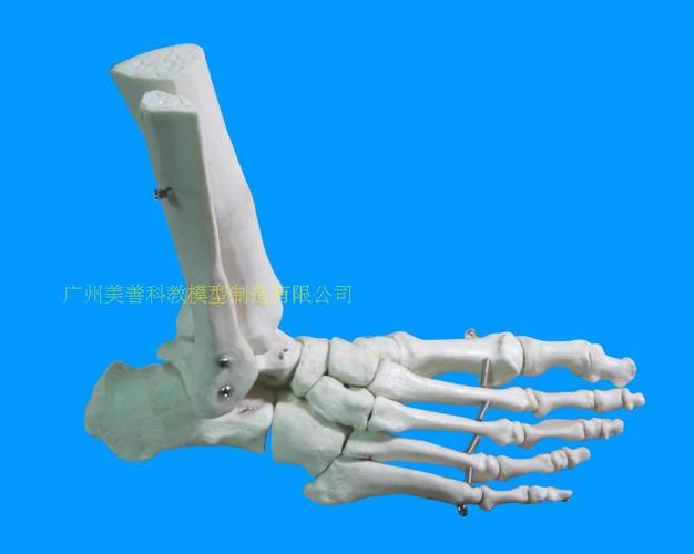 1:1脚关节模型 脚部骨骼模型足关节 足骨 脚骨模型 脚部解剖结构