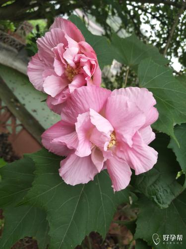 好漂亮的花花哈哈漂亮