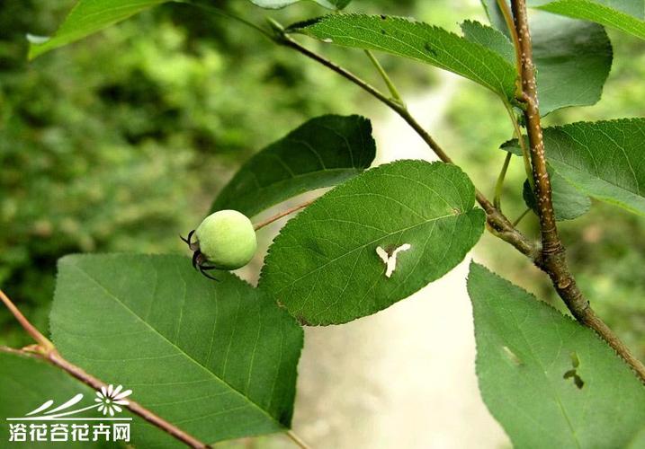 唐棣图片