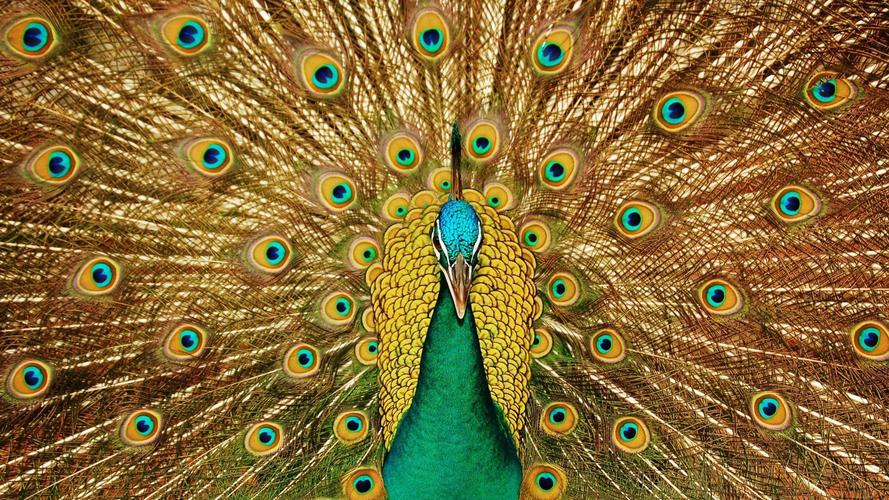 美丽的孔雀图片大全