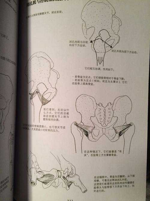 髋关节肌肉对体态的影响