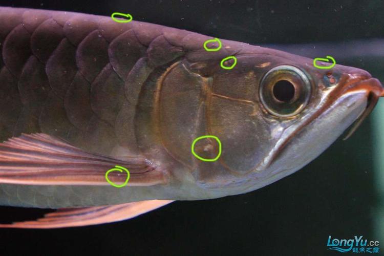 让人讨厌的龙鱼水霉病,看过之后就能对症下药了