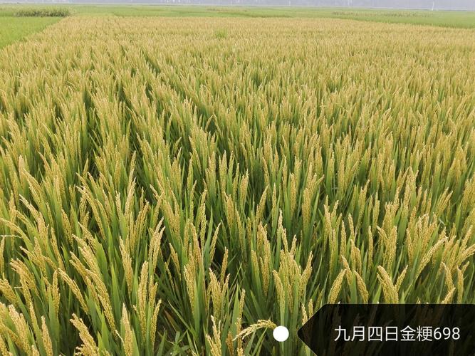 大穗早熟,宜直播中熟中粳水稻新品种"金粳698"由江苏高科种业强势推出