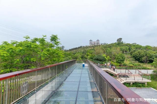 深圳又添一新公园,玻璃桥,岭南庭院,松韵楼,还有一