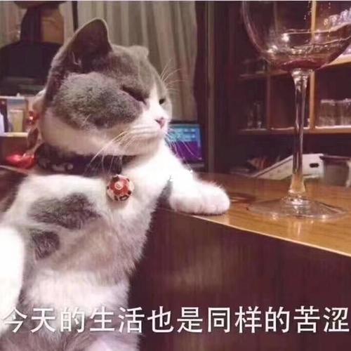 丧气猫猫表情包分享93生活不易猫猫叹气_猫猫_表情包_薯条_猫咪