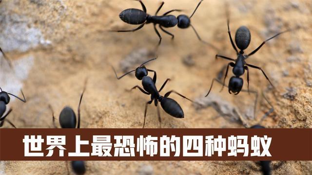 世界上最恐怖的四种蚂蚁最后一种蚂蚁竟然将人当食物