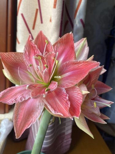 朱顶红 甜蜜妮芙初花94_朱顶红_家居家装_家居装饰