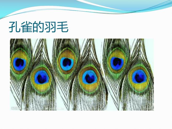 二年级下册美术课件第7课美丽的孔雀人教版共20张ppt