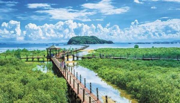 海陵岛景点介绍—红树林湿地公园