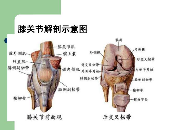 膝关节解剖ppt