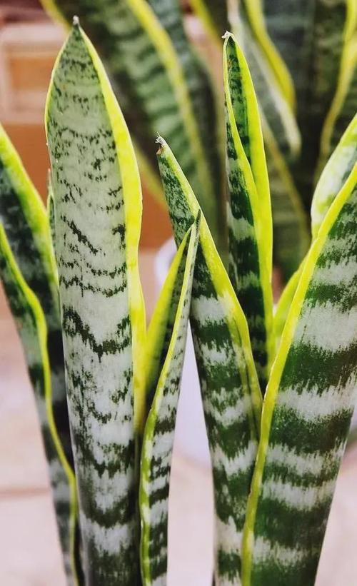 虎尾兰长尾巴别剪掉稀有又吉利要珍惜