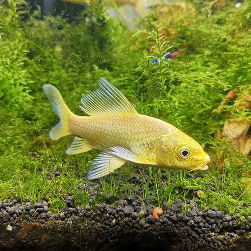 纯种观赏鱼活体锦鲤黄金金鱼鲤鱼水鱼