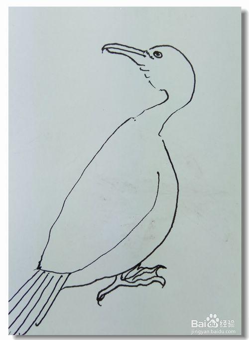 鹭鸶鸬鹚简笔画