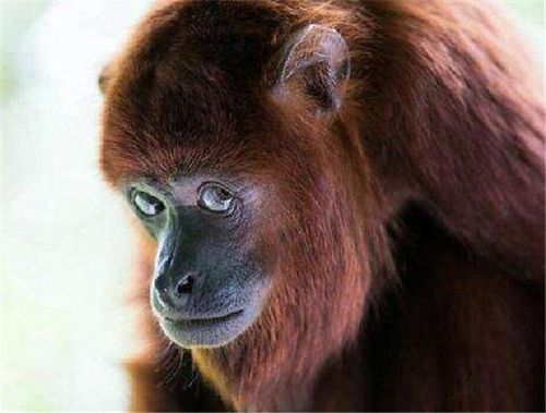 千奇百怪的动物叫声 盘点各种动物叫声的寓意