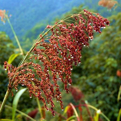 日月峡中草药高粱