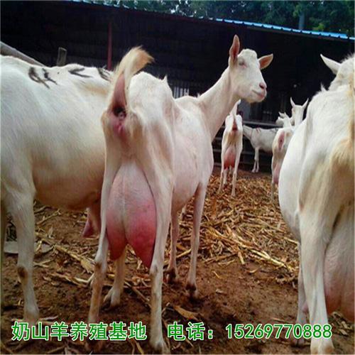 奶山羊价格