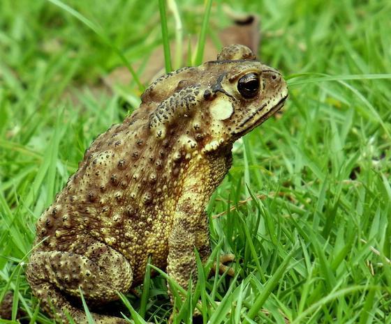 为蟾蜍科动物中华大蟾蜍或黑眶蟾蜍等的全体.