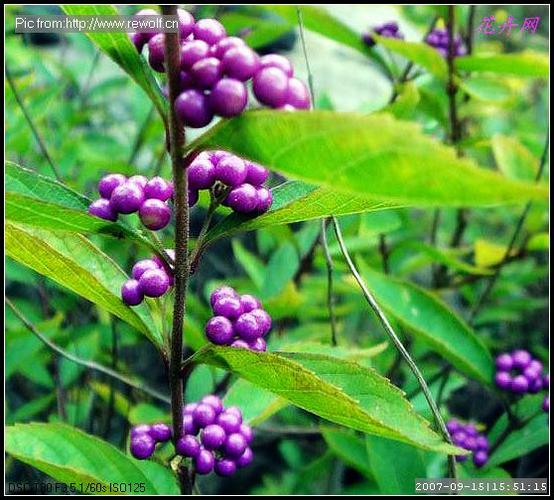 老鸦糊(学名:callicarpa giraldii)是马鞭草科紫珠属的植物,是中国的