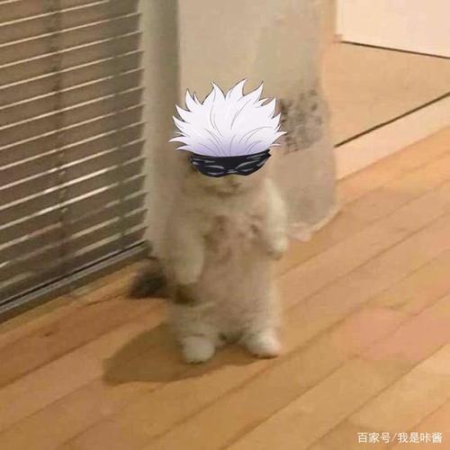 猫咪版咒术喵战,橘猫形态两面宿傩,加菲猫版五条悟