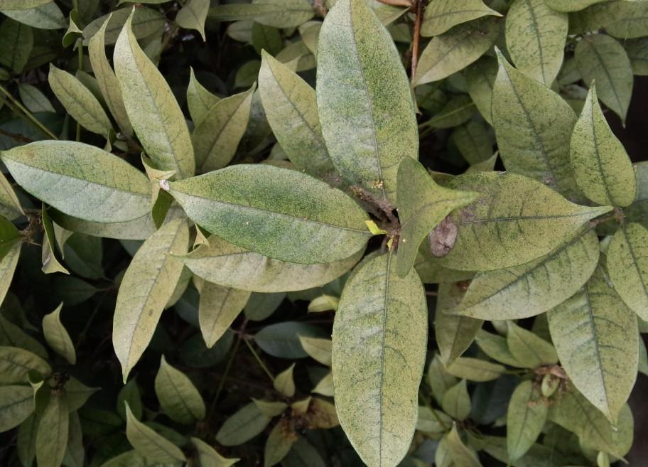 桂花树叶子发黄,请问是缺什么吗