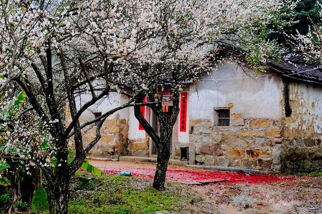 离汕头不到2小时车程的地方竟有10万株 梅花迎寒