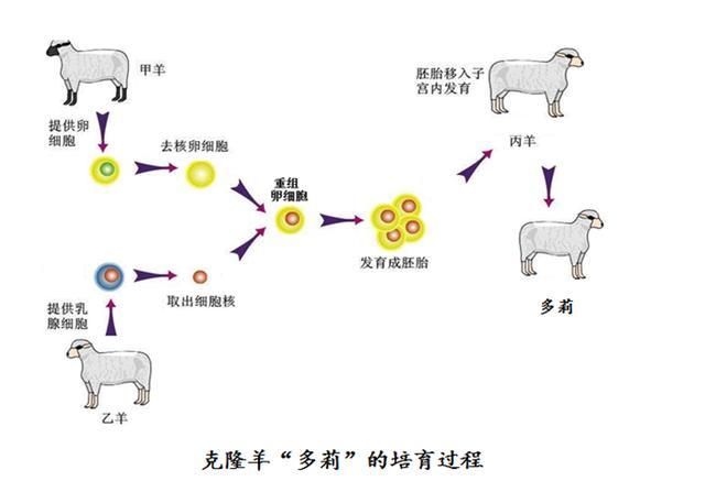为什么专家不再提克隆技术?"多莉"的最终结果,可能会有答案!