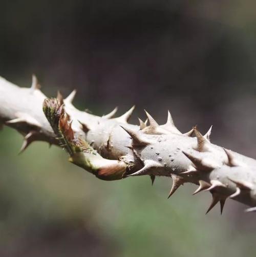 大美彝乡丨 这神物全身尖刺戳人还被人当成宝贝