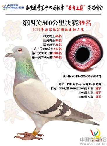 西安威奇公棚2019年"西部之巅"获奖鸽图片(1名-50名)