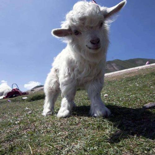 小羊羔市场价格小羊饲料