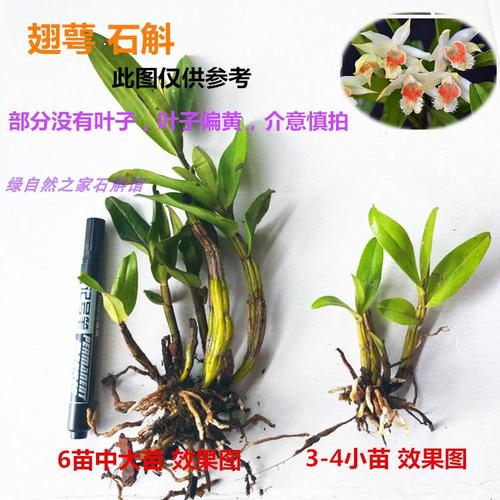 带花苞翅萼石斛翅鄂黑毛石斛盆栽铁皮赤水金钗叠鞘兰
