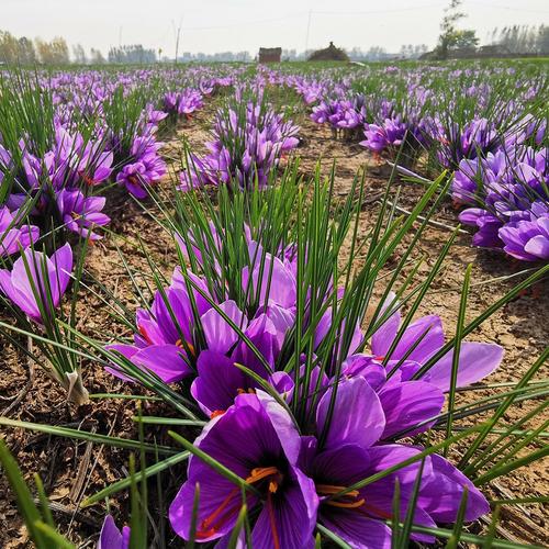 藏红花种球_正宗藏红花种球种植番红花种苗种子西红花根盆栽自种女用