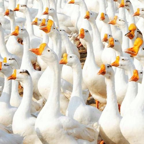 养殖鹅:浙江舟山皖西白鹅鹅苗批发价格(图纸定做创造辉煌