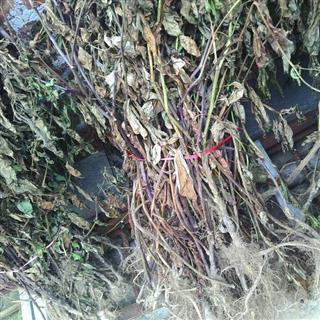 颠茄草 全草.粗粉,段 产地 湖南省永州市新田县