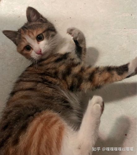 土匪猫要翻天啦!